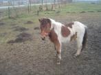 ponny, 0 tot 2 jaar, Hengst, A pony (tot 1.17m), Gechipt