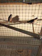Te koop koppel bourks, Dieren en Toebehoren, Vogels | Overige Vogels, Meerdere dieren, Tropenvogel, Geringd