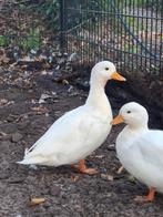 Kwaker man, Dieren en Toebehoren, Pluimvee, Mannelijk, Eend