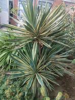 Yucca gloriosa planten, Tuin en Terras, Bloembollen en Zaden, Ophalen, Volle zon