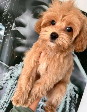 Premium F1 maltipoo reutje beschikbaar voor biedingen