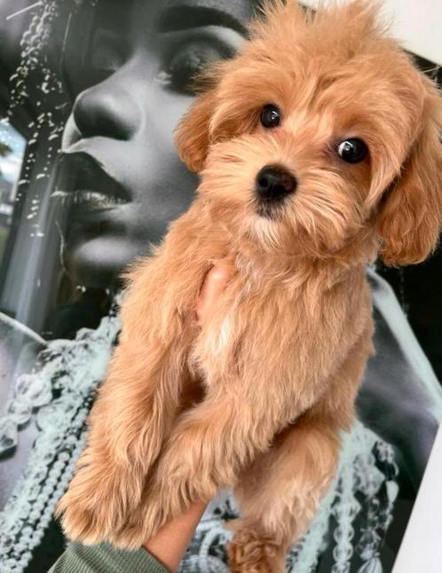 Premium F1 maltipoo reutje, Dieren en Toebehoren, Honden | Chihuahua's en Gezelschapshonden, Reu, Overige rassen, Particulier