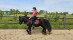 Lieve fellpony merrie te koop, Dieren en Toebehoren, Pony's, B, C pony (1.27m tot 1.37m), 11 jaar of ouder, Recreatiepony