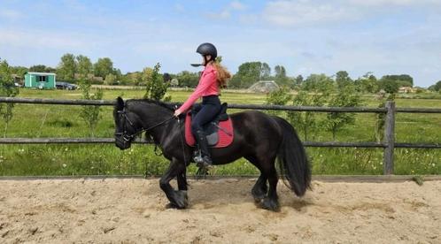Lieve fellpony merrie te koop, Dieren en Toebehoren, Pony's, Merrie, B, C pony (1.27m tot 1.37m), Recreatiepony, 11 jaar of ouder
