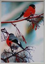 2 goudvinken op besneeuwde takken, Verzamelen, Ophalen of Verzenden, 1980 tot heden, Ongelopen, Vogel