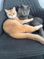 Poes en kat samen te koop, Dieren en Toebehoren, Overige Dieren, November, Meerdere dieren