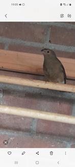 Noordse goudvink pop, Vrouwelijk, Wildzangvogel, Geringd