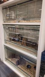 Knaagdierstelling inclusief verblijven., Ophalen, 110 cm of meer, Hok, 90 cm of meer