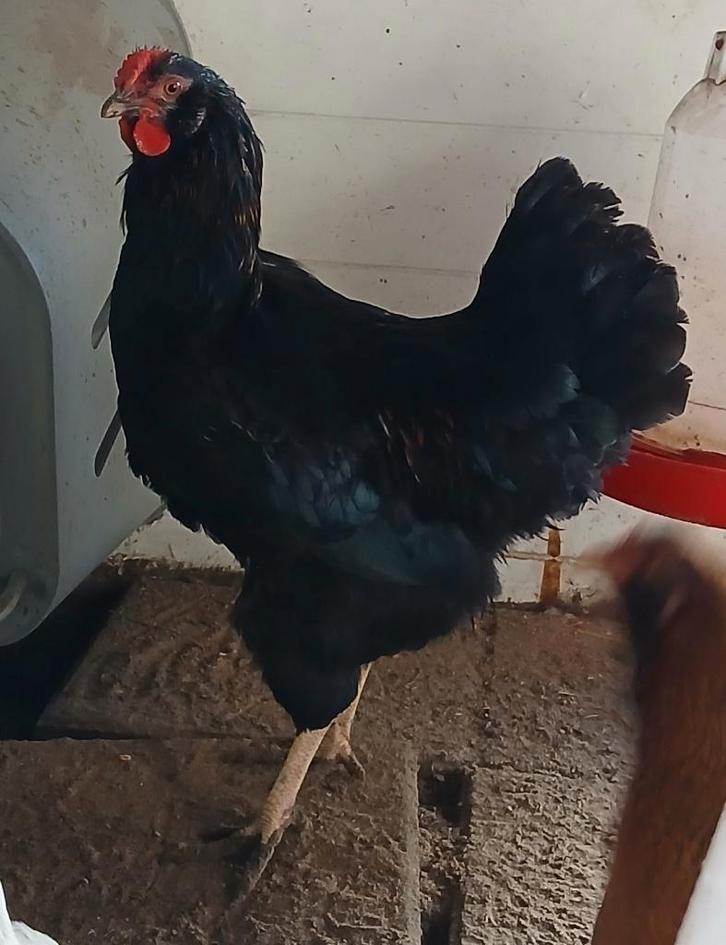 Araucana haan/ kleur - groen leggers / 6 maand jong, Dieren en Toebehoren, Pluimvee, Kip, Mannelijk