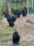 Zwarte Brahma’s, Dieren en Toebehoren, Pluimvee, Vrouwelijk, Kip