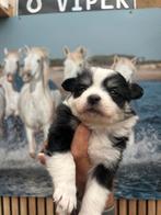 Prachtige Kees x Chihuahua pups, Overige rassen, CDV (hondenziekte), 8 tot 15 weken, Meerdere dieren