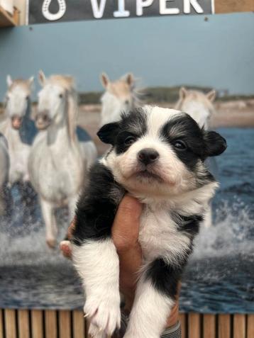 Prachtige Kees x Chihuahua pups beschikbaar voor biedingen