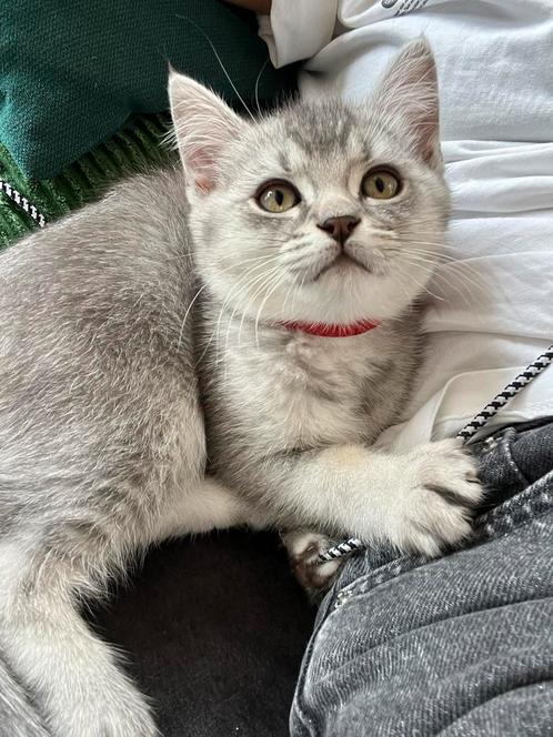 100% Raszuivere Britse Korthaar, Dieren en Toebehoren, Katten en Kittens | Raskatten | Korthaar, Meerdere dieren, Ontwormd