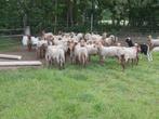 Offerfeest halal rammen 1e en 2e dag met slacht plek, Mannelijk, Schaap
