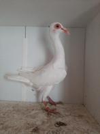 Duiven, Vrouwelijk, Overige soorten