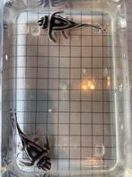 Koppel hypancistrus zebra - l46, Dieren en Toebehoren, Vissen | Aquariumvissen, Vis