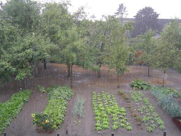 gevraagd boerenkool planten beschikbaar voor biedingen