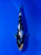 VHQ Tateshita Ginrin Shiro Utsuri 25-30cm Japanse koi, Karper of Koi