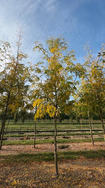 Gleditsia sunburst bomen in verschillende maten beschikbaar voor biedingen