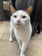 Lieve kater, Dieren en Toebehoren, Katten en Kittens | Overige Katten, Kater, Kortharig, 0 tot 2 jaar
