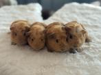 4 hele lieve, schattige cavia’s., Cavia, Augustus, Meerdere dieren, Tam