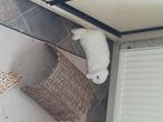 Minilop voedster met blauwe ogen., Dieren en Toebehoren, Konijnen, Vrouwelijk, Klein, Hangoor, 0 tot 2 jaar