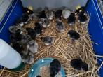 Australorp kuikens blauw/zwart, Dieren en Toebehoren, Pluimvee, Kip