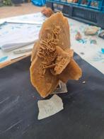 Woestijnroos 18cm, Verzamelen, Mineralen en Fossielen, Ophalen of Verzenden, Fossiel