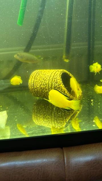 9 prachtige gele Malawi-cichliden (Labidochromis caeruleu beschikbaar voor biedingen