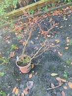 blauwe bessen planten Blue crop, Tuin en Terras, Ophalen, Vaste plant, Halfschaduw, Fruitplanten