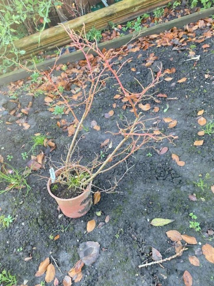 blauwe bessen planten Blue crop, Tuin en Terras, Planten | Tuinplanten, Vaste plant, Fruitplanten, Halfschaduw, Lente, Ophalen