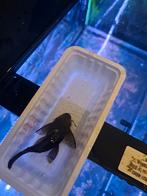 Ancistrus man en vrouw volwassen, Dieren en Toebehoren, Vis, Zoetwatervis