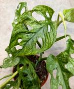 Monstera Obliqua Leichtlinii Mint, Overige soorten, In pot, Minder dan 100 cm, Groene kamerplant