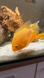 Bieden mooie golden hero ciclide, Dieren en Toebehoren, Vissen | Aquariumvissen, Vis
