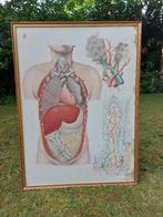 Schoolplaat van het menselijk lichaam, Ophalen, Natuur en Biologie