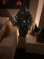 Jonge blauwspar in pot, Tuin en Terras, Ophalen of Verzenden, Zo goed als nieuw