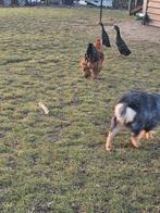 Fles eenden, Dieren en Toebehoren, Overige Dieren, Juni, Meerdere dieren