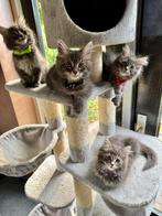 Main Coon kittens poes kater polydactyl, Dieren en Toebehoren, Katten en Kittens | Raskatten | Langhaar, Meerdere dieren, Ontwormd