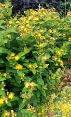 Hertshooi Hypericum plant struik gele bloemen Bio, Volle zon, Vaste plant, Zomer, Ophalen
