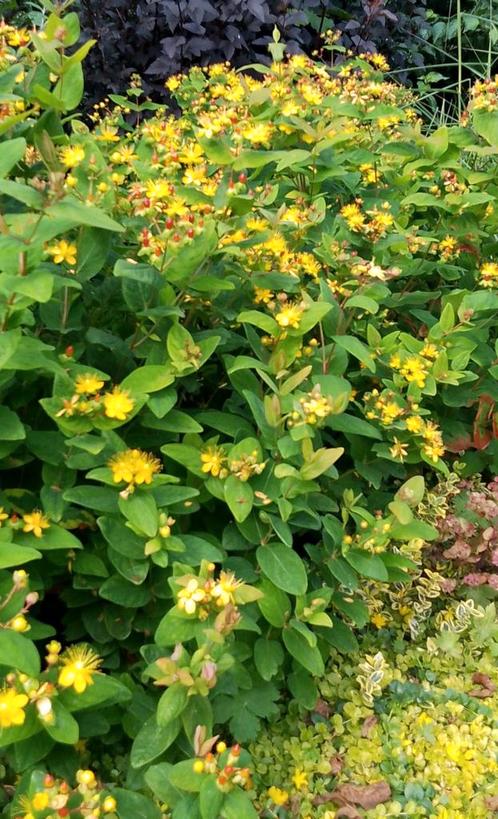 Hertshooi Hypericum plant struik gele bloemen Bio, Tuin en Terras, Planten | Tuinplanten, Vaste plant, Overige soorten, Volle zon