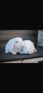 Mooie hangoordwergen nhd x minilop, Meerdere dieren, Dwerg, Hangoor, 0 tot 2 jaar