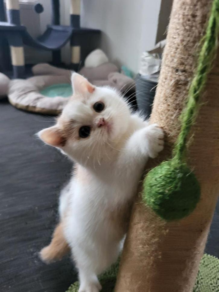 Britse korthaar kittens van Erkende Cattery, mogen ze weg, Dieren en Toebehoren, Katten en Kittens | Raskatten | Korthaar, Meerdere dieren