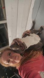 Uitlaat service nodig ?, Ophalen of Verzenden