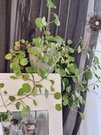 Hangplant swedish Ivy plectranthus verticillatus, Huis en Inrichting, Kamerplanten, Ophalen, Halfschaduw, Minder dan 100 cm