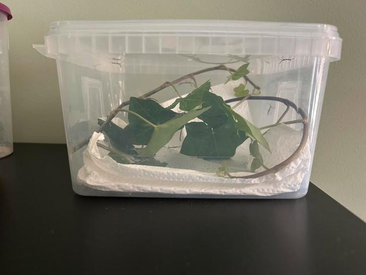 Wandelende takken met verblijf, Dieren en Toebehoren, Insecten en Spinnen, Wandelende tak