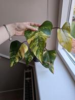 Philodendron Strawberry Shake, Ophalen of Verzenden, Overige soorten, Minder dan 100 cm