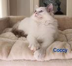 Super lieve Ragdoll kitten, Dieren en Toebehoren, Katten en Kittens | Raskatten | Langhaar, Meerdere dieren, Gechipt, 0 tot 2 jaar