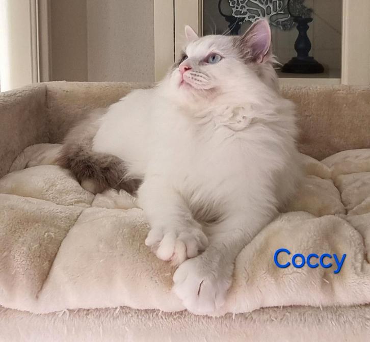 Super lieve Ragdoll kitten, Dieren en Toebehoren, Katten en Kittens | Raskatten | Langhaar, Meerdere dieren, 0 tot 2 jaar, Gechipt