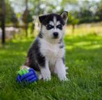 Pomsky pups, Dieren en Toebehoren, Honden | Poolhonden, Keeshonden en Oertypen, Nederland, CDV (hondenziekte), 8 tot 15 weken