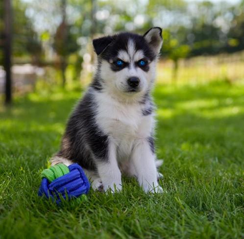 Pomsky pups NOG MAAR 3 BESCHIKBAAR !!!, Dieren en Toebehoren, Honden | Poolhonden, Keeshonden en Oertypen, Meerdere dieren, Poolhond